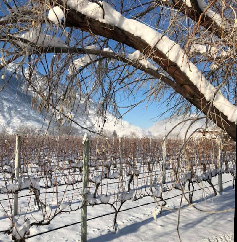 Crowsnest Vineyard Ltd